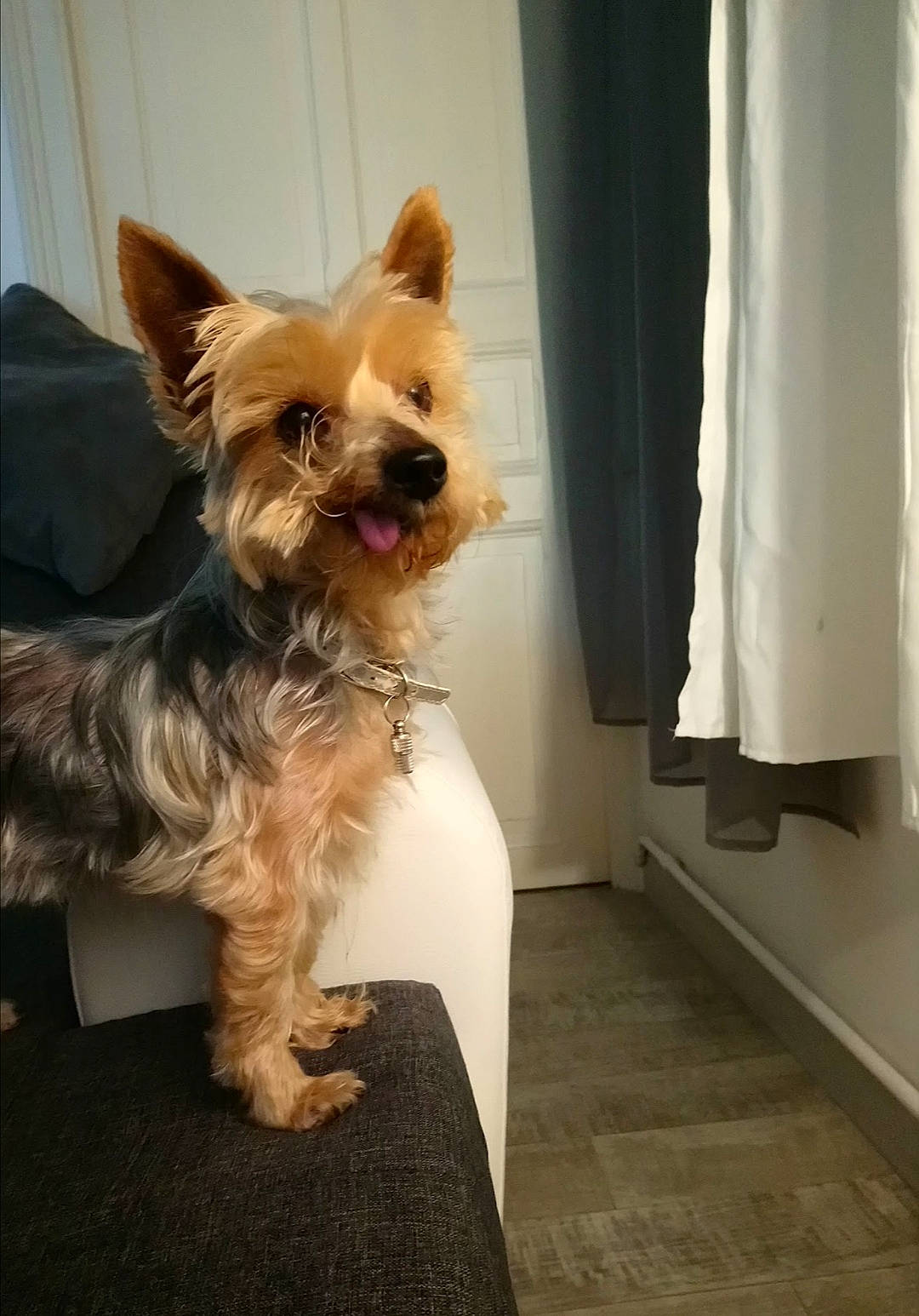 Lyly participe au concours pour gagner de l'argent avec cette photo : carnivore, collar, companion_dog, curtain, dog, dog_breed, dog_collar, dog_supply, fawn, flooring, fur, liver, pet_supply, small_terrier, snout, sporting_group, terrier, toy_dog, working_animal, yorkshire_terrier