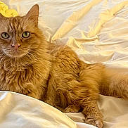 Adelaide is registered to the contest to win money with this photo: animal, bed, cat, cozy, cute, domestic_cat, feline, fluffy_fur, fur, green_eyes, indoor, lying_down, mammal, orange_cat, pet, relaxed, resting, sleepy, whiskers, white_bedspread