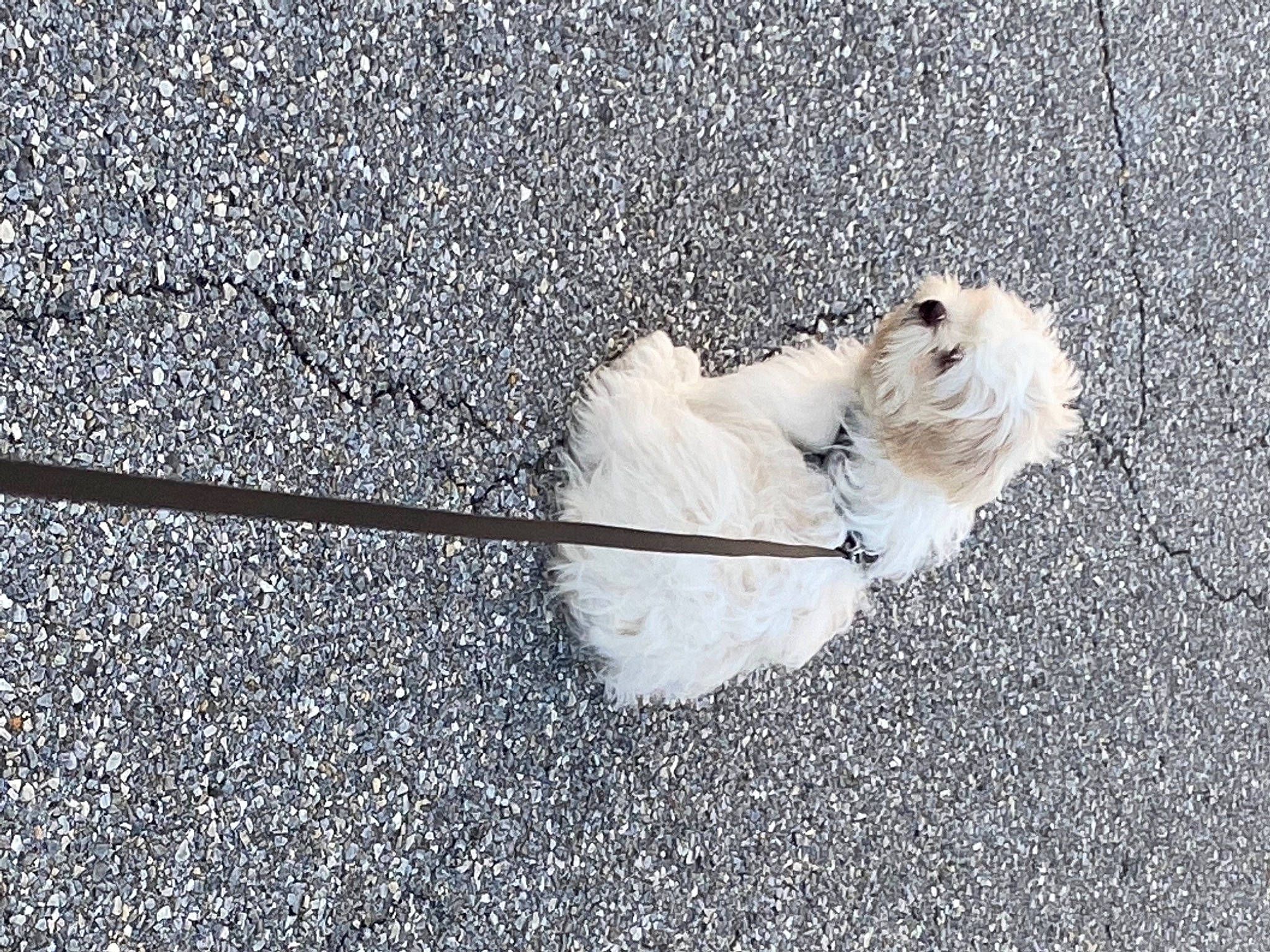 Denzel joined the competition — help win amazing prizes! asphalt, companion_dog, concrete, curb, dog, fashion_accessory, flooring, fur, grass, grey, leash, monochrome_photography, road_surface, shadow, sidewalk, tail, tar, toy_dog, umbrella, whiskers