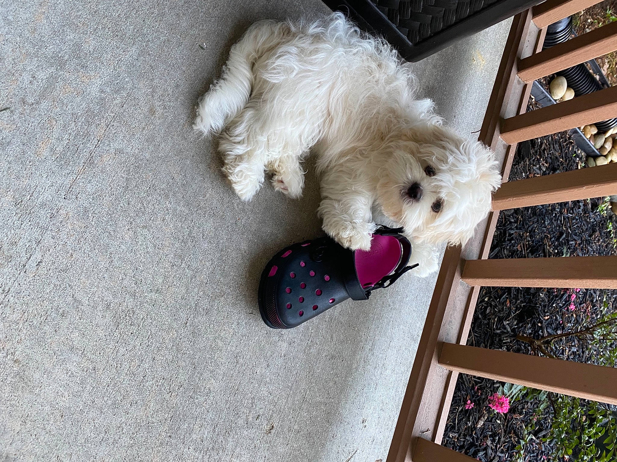 Denzel is registered to the contest to win money with this photo: canidae, carnivore, companion_dog, dog, dog_breed, dog_clothes, dog_supply, fawn, flooring, fur, pet_supply, poodle, snout, sporting_group, stuffed_toy, tail, toy, toy_dog, tree, wood