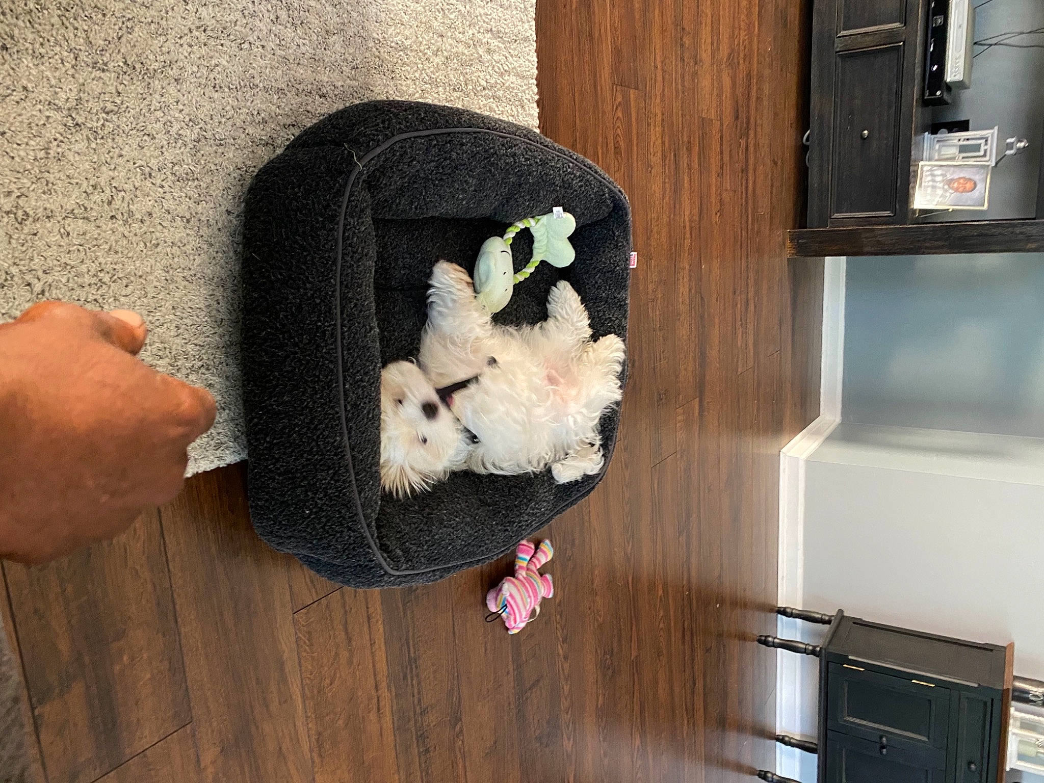 Denzel is registered to the contest to win money with this photo: art, baby_products, baby_toys, canidae, comfort, companion_dog, fur, gesture, hardwood, home_appliance, kitchen_appliance, nail, plush, room, shelving, stuffed_toy, thumb, toy, wood, wool