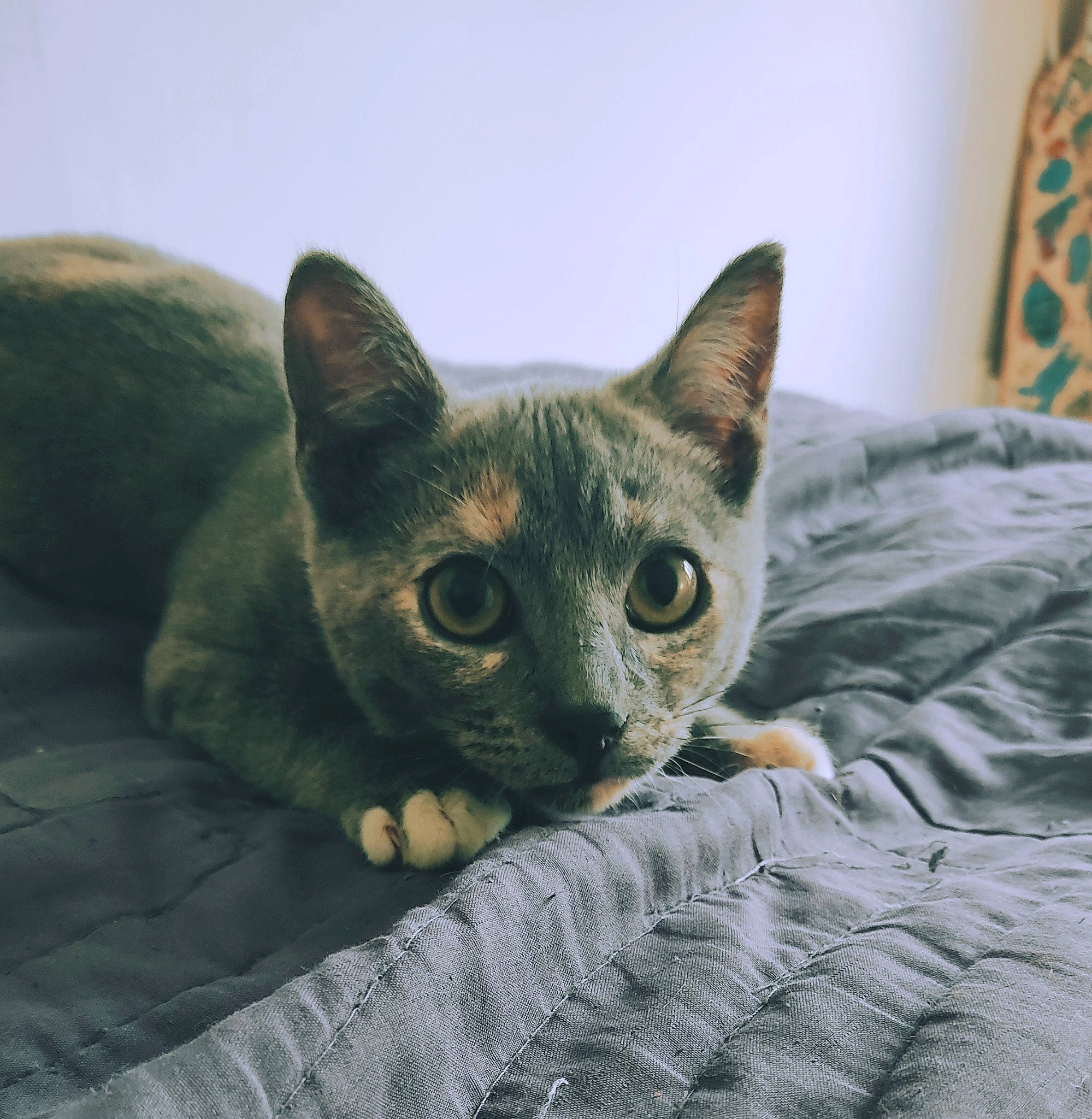 Alluka participe au concours pour gagner de l'argent avec cette photo : carnivore, cat, comfort, domestic_short_haired_cat, eye, fawn, felidae, fur, grey, small_to_medium_sized_cats, snout, tail, terrestrial_animal, whiskers, wildlife