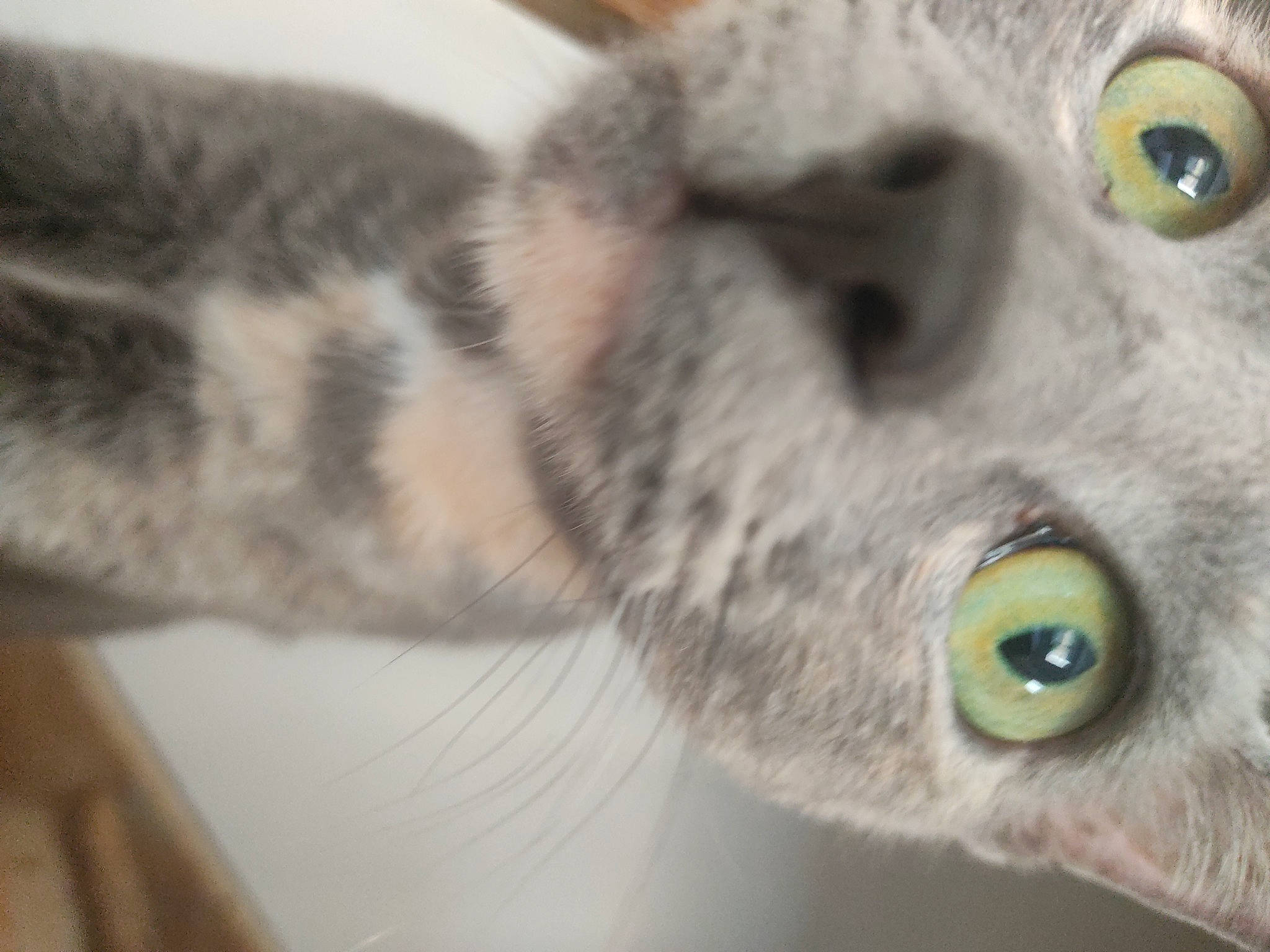 Alluka participe au concours pour gagner de l'argent avec cette photo : carnivore, cat, close_up, curious, domestic_short_haired_cat, ear, felidae, fur, grey, iris, paw, russian_blue, small_to_medium_sized_cats, snout, terrestrial_animal, whiskers, wildlife