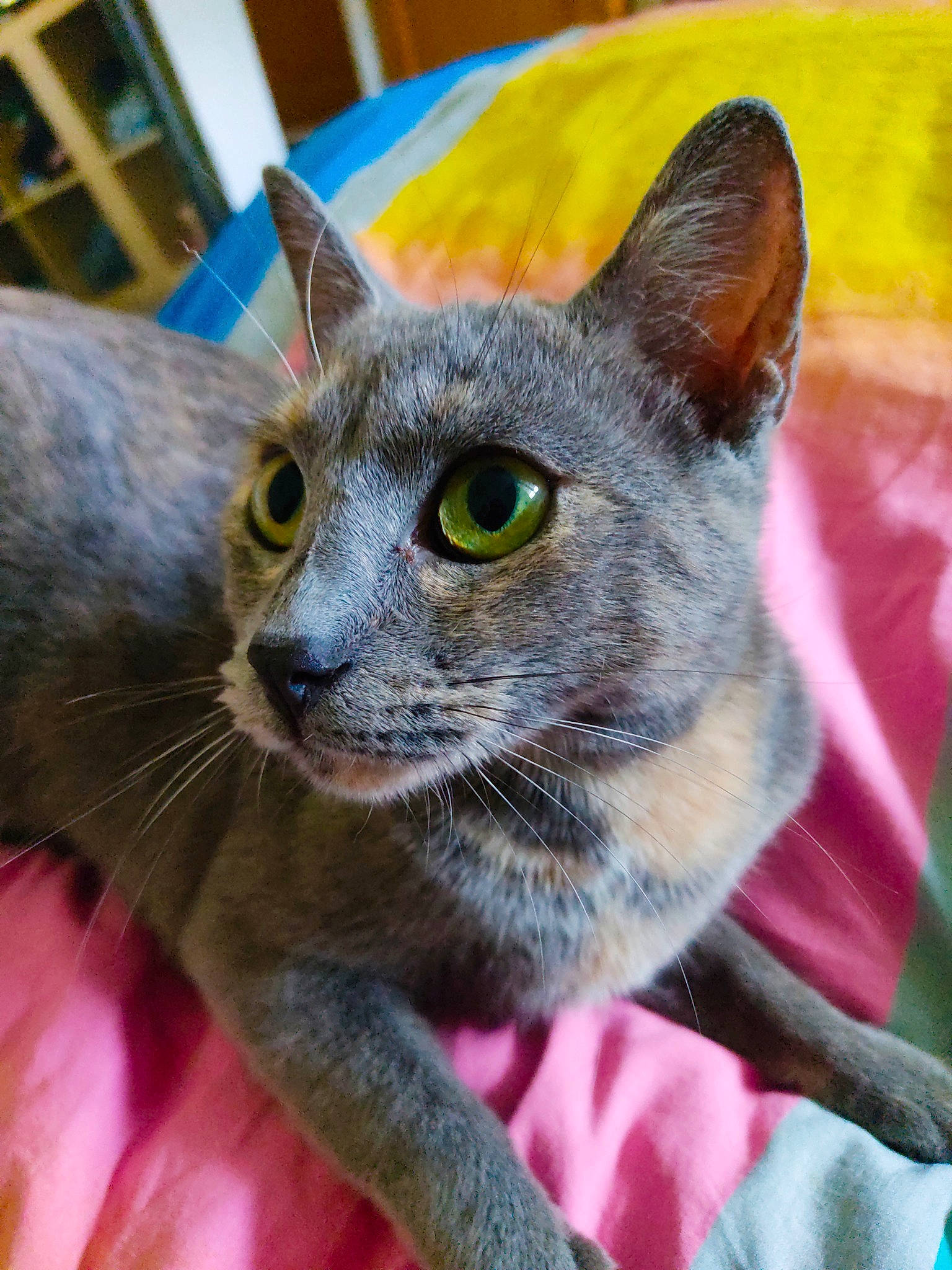 Alluka participe au concours pour gagner de l'argent avec cette photo : carnivore, cat, cat_supply, comfort, domestic_short_haired_cat, felidae, fur, russian_blue, small_to_medium_sized_cats, snout, terrestrial_animal, whiskers