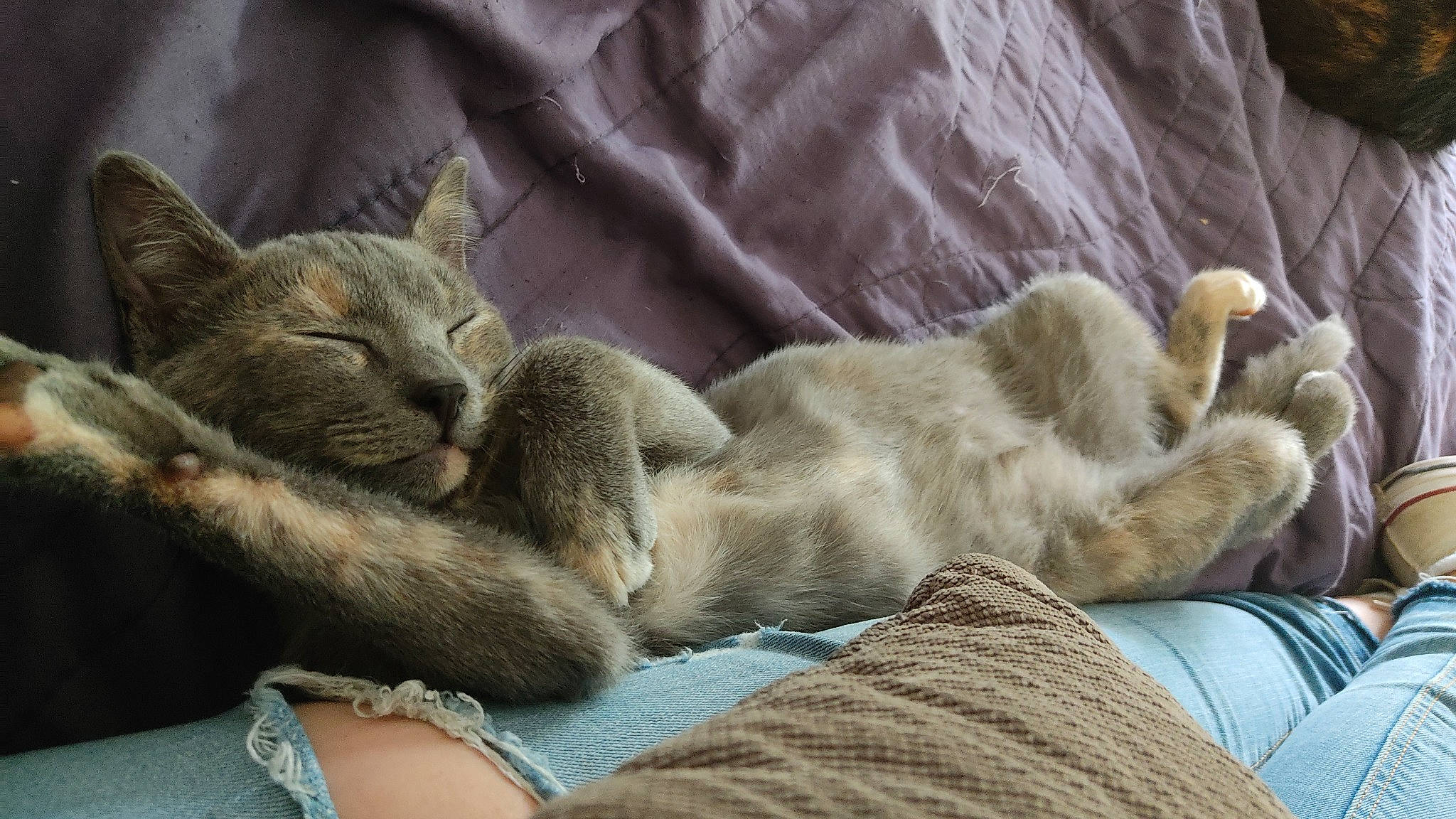 Alluka a rejoint le concours — aidez-le/la à gagner de superbes lots ! carnivore, cat, claw, comfort, domestic_short_haired_cat, fawn, felidae, fur, grey, jewellery, linens, nap, paw, sleep, small_to_medium_sized_cats, tail, terrestrial_animal, whiskers, wildlife