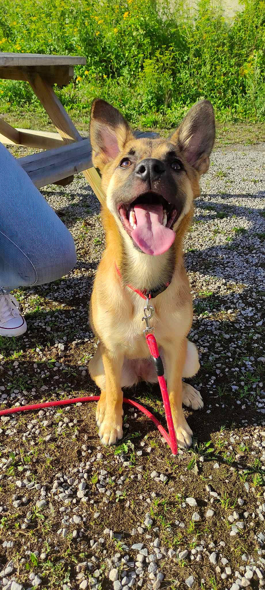 Miggy a rejoint le concours — aidez-le/la à gagner de superbes lots ! canidae, carnivore, collar, companion_dog, dog, dog_breed, dog_collar, fang, fawn, grass, jaw, outdoor_furniture, paw, snout, sporting_group, tail, terrestrial_animal, whiskers, working_dog, yawn