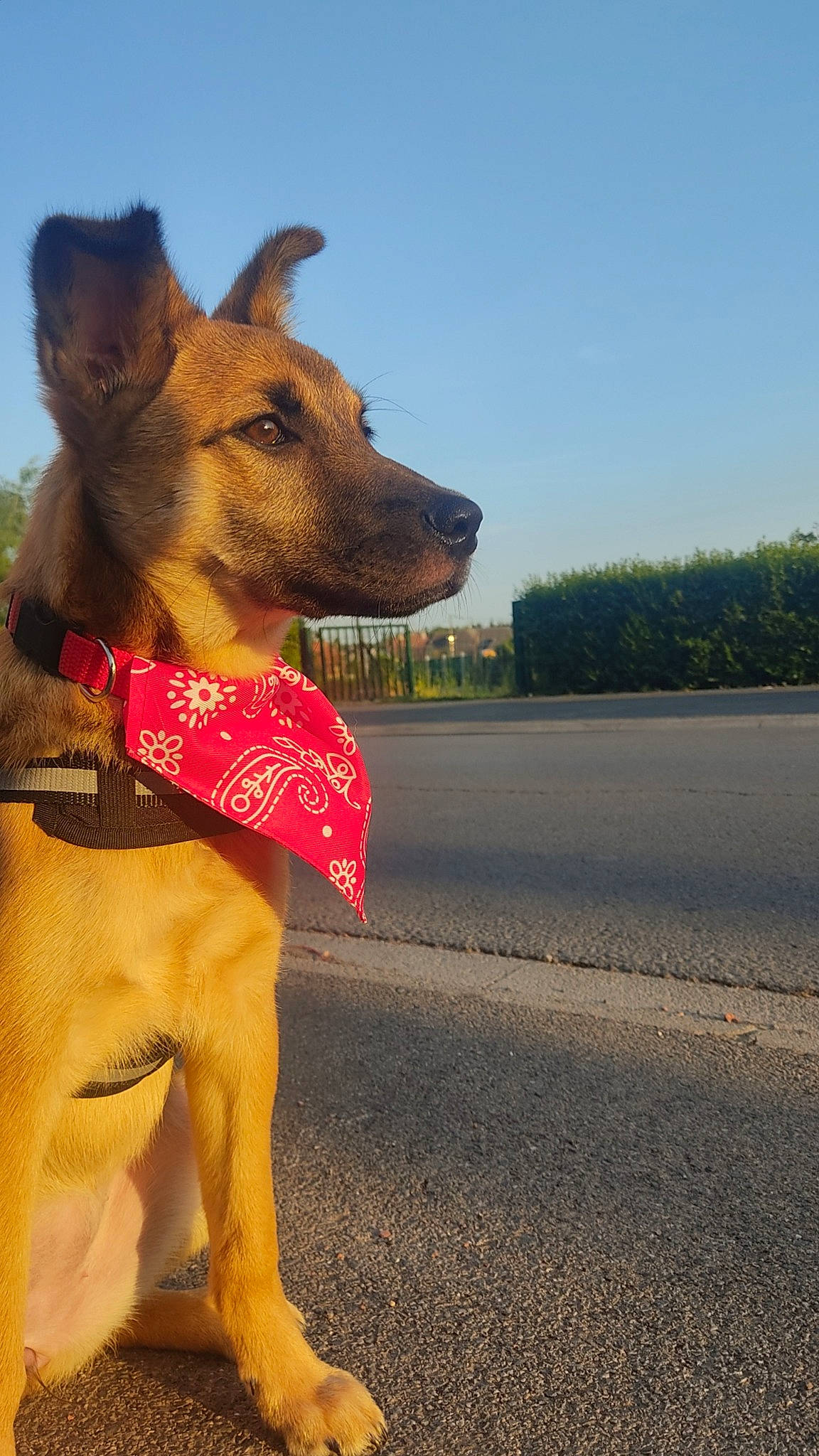 Miggy a rejoint le concours — aidez-le/la à gagner de superbes lots ! asphalt, canidae, carnivore, collar, companion_dog, dog, dog_breed, dog_clothes, dog_collar, dog_supply, fawn, leash, liver, pet_supply, sky, snout, sporting_group, tar, whiskers, working_animal