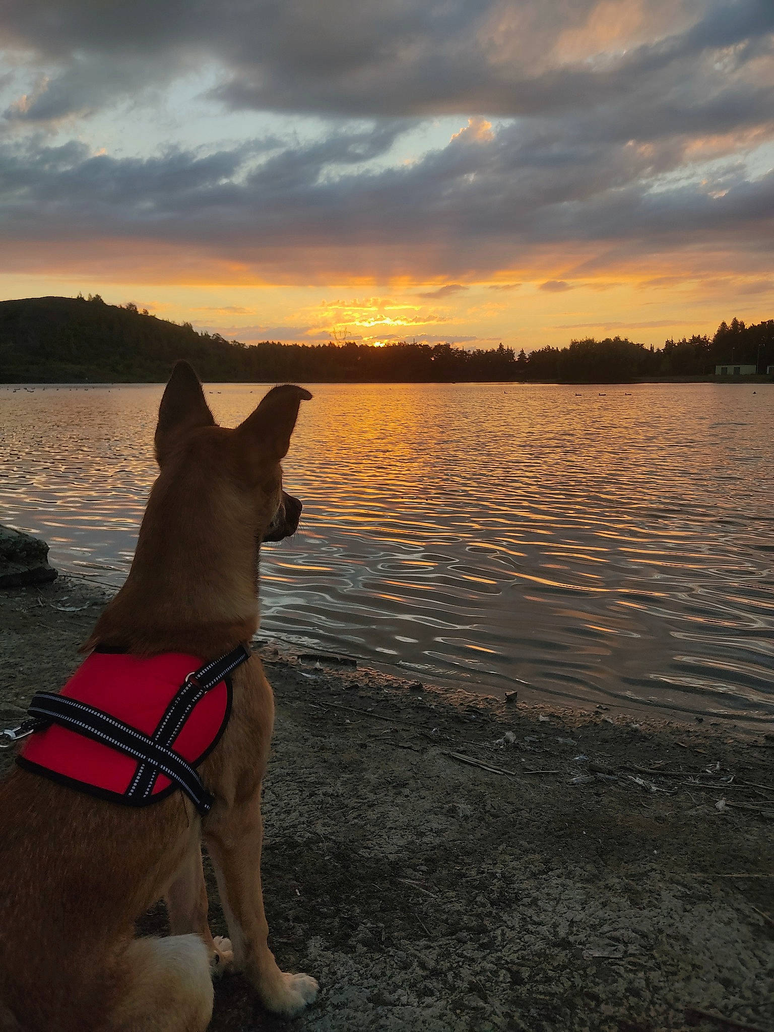 Miggy a rejoint le concours — aidez-le/la à gagner de superbes lots ! carnivore, cloud, collar, companion_dog, dog, dog_breed, dog_collar, fawn, happy, horizon, lake, leash, sky, snout, sporting_group, sunlight, sunrise, sunset, water, working_animal