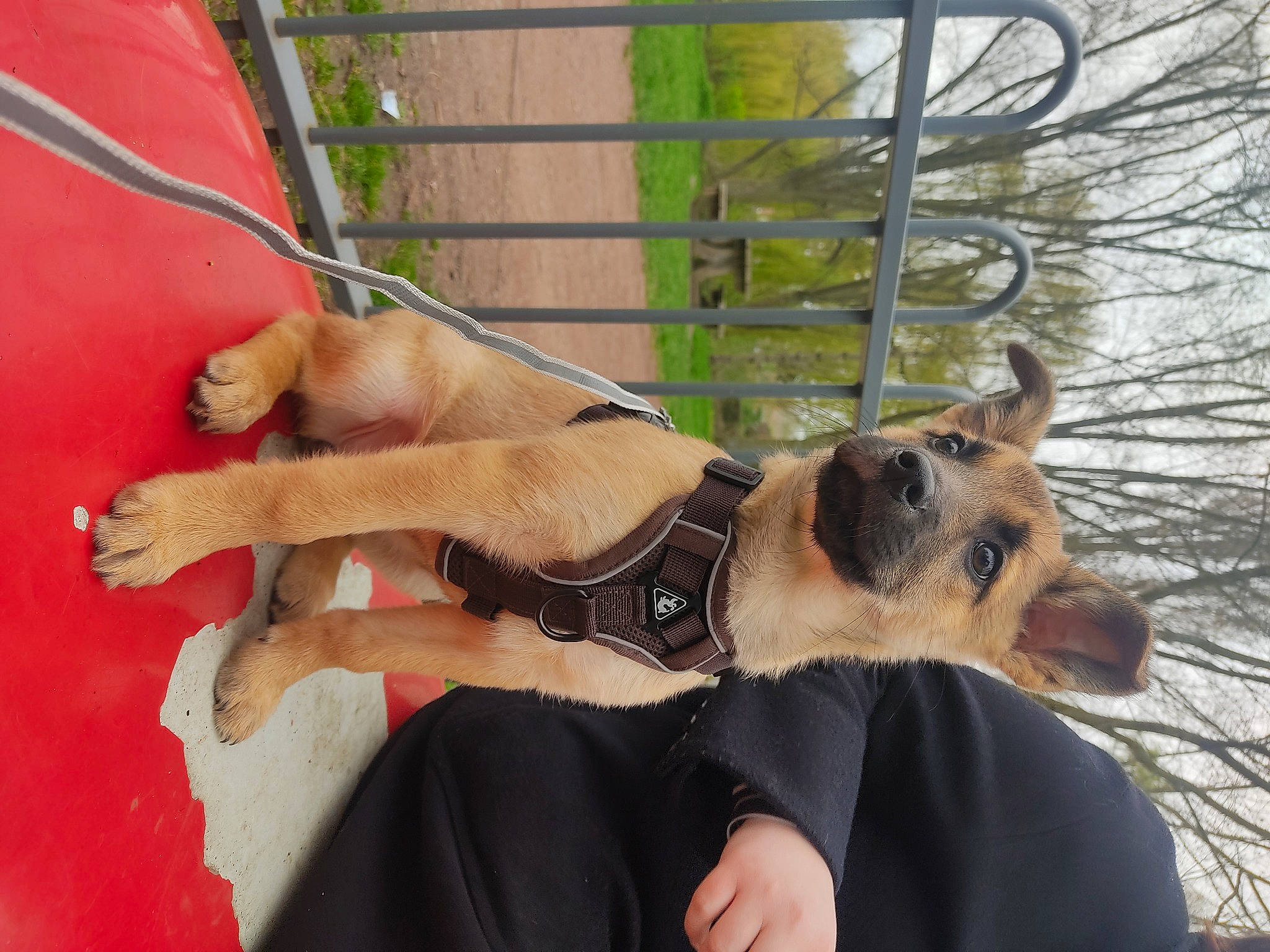 Miggy a rejoint le concours — aidez-le/la à gagner de superbes lots ! animal_training, canidae, carnivore, collar, companion_dog, dog, dog_breed, dog_collar, dog_supply, fawn, fur, leash, pet_supply, plant, snout, sporting_group, tree, water, working_animal, working_dog