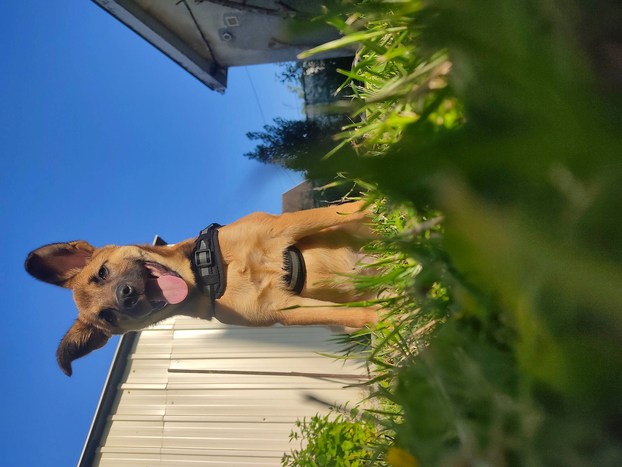 Miggy a rejoint le concours — aidez-le/la à gagner de superbes lots ! adventure, barechested, canidae, carnivore, dog, dog_breed, dress, fawn, fun, grass, happy, house, landscape, leisure, people_in_nature, plant, sky, sporting_group, tree, wood
