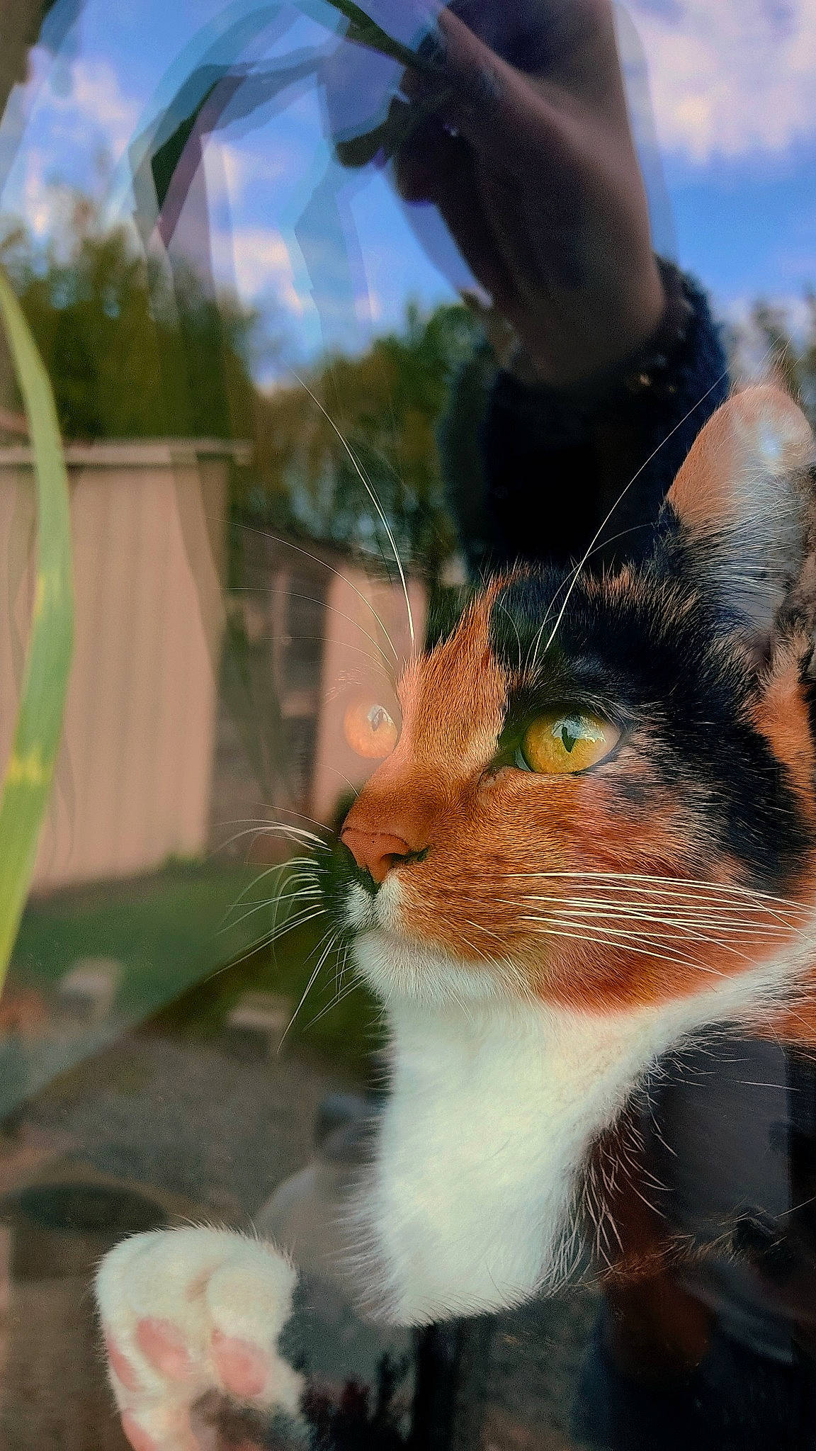 Raven a rejoint le concours — aidez-le/la à gagner de superbes lots ! beard, carnivore, cat, domestic_short_haired_cat, fawn, felidae, fur, grass, happy, photo_caption, plant, sky, small_to_medium_sized_cats, snout, sunlight, tail, tree, whiskers, wildlife, window