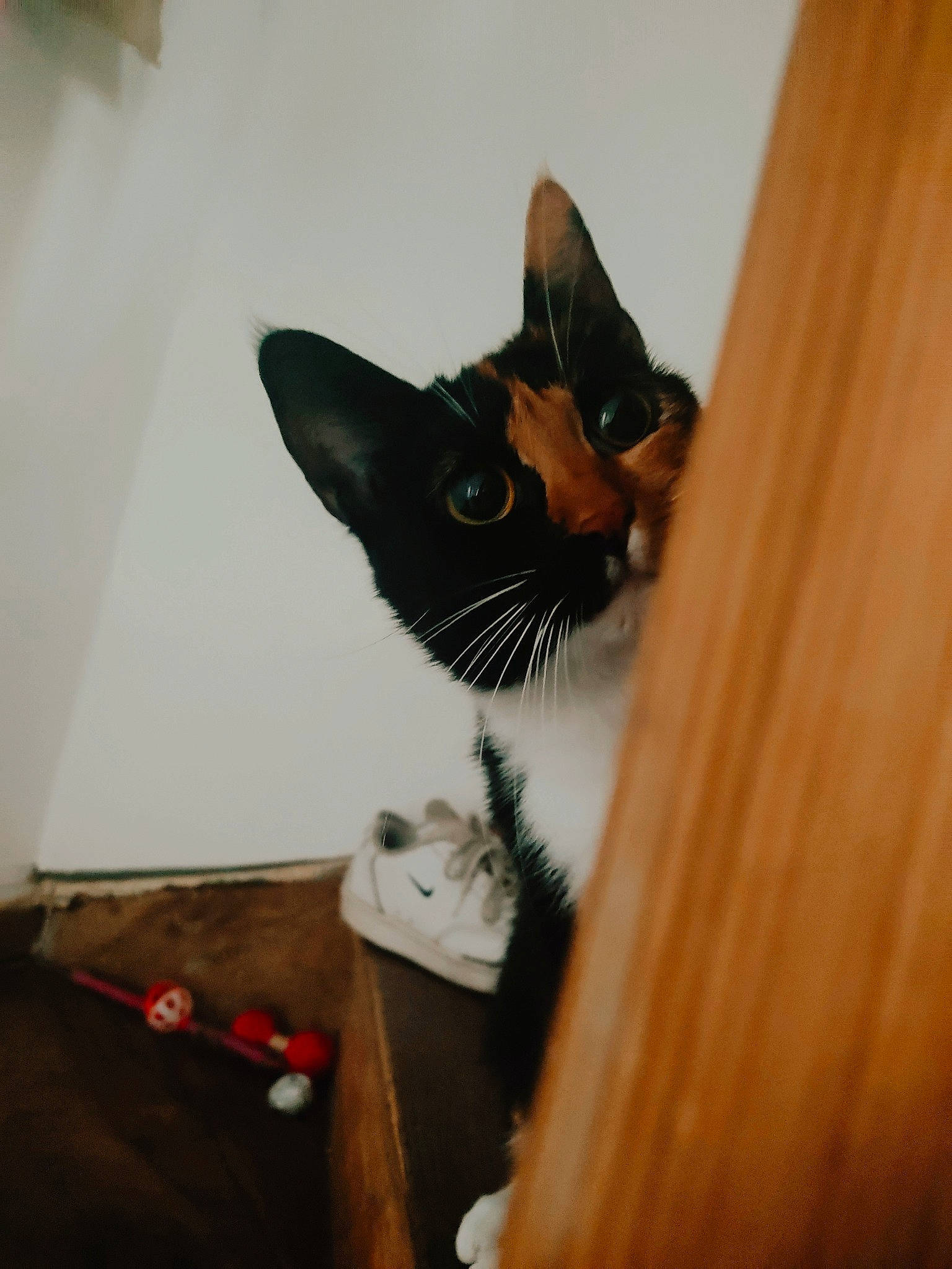 Raven a rejoint le concours — aidez-le/la à gagner de superbes lots ! black_cat, carnivore, cat, comfort, domestic_short_haired_cat, ear, felidae, flooring, fur, hardwood, paper_product, plywood, room, small_to_medium_sized_cats, snout, stairs, tail, whiskers, wood, wood_stain