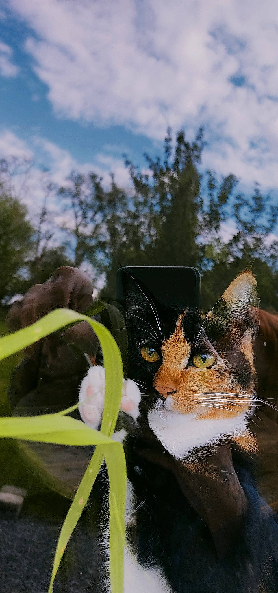 Raven participe au concours pour gagner de l'argent avec cette photo : carnivore, cat, cloud, domestic_short_haired_cat, felidae, fur, grass, hat, landscape, plant, plant_stem, sky, small_to_medium_sized_cats, tail, tree, whiskers, wildlife, window