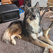 Chaos joined the competition — help win amazing prizes! dog, blue_eyes, cat, carpet, indoor, furniture, chair, household, bin, pet, relaxed, fur, animal, domestic, floor, laying_down, light, shadow, clutter, home