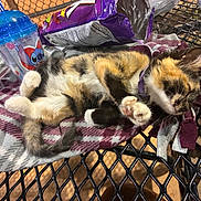 Teddybear is registered to the contest to win money with this photo: cat, calico, sleeping, blanket, table, mesh_table, chips_bag, cup, stitch, outdoor, night, relaxing, pet, fur, paws, collar, food, drink, comfort, cozy