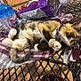 cat, calico, sleeping, blanket, table, mesh_table, chips_bag, cup, stitch, outdoor, night, relaxing, pet, fur, paws, collar, food, drink, comfort, cozy