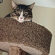 Oreo is registered to the contest to win money with this photo: animal, carpeted_cat_tree, cat, closeup, cute, domestic_cat, ears, eyes, face, feline, fur, home, indoor, looking_down, muzzle, perch, pet, resting, tabby, whiskers