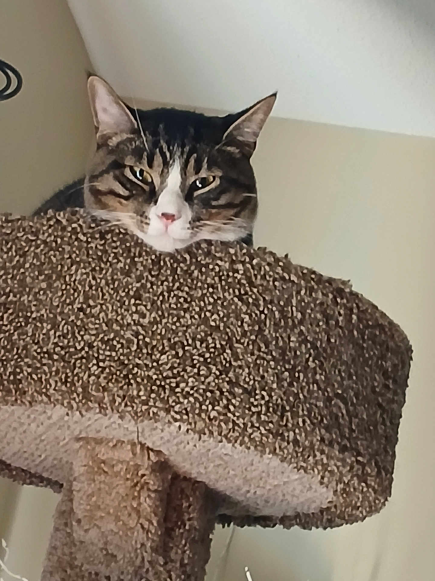 Oreo