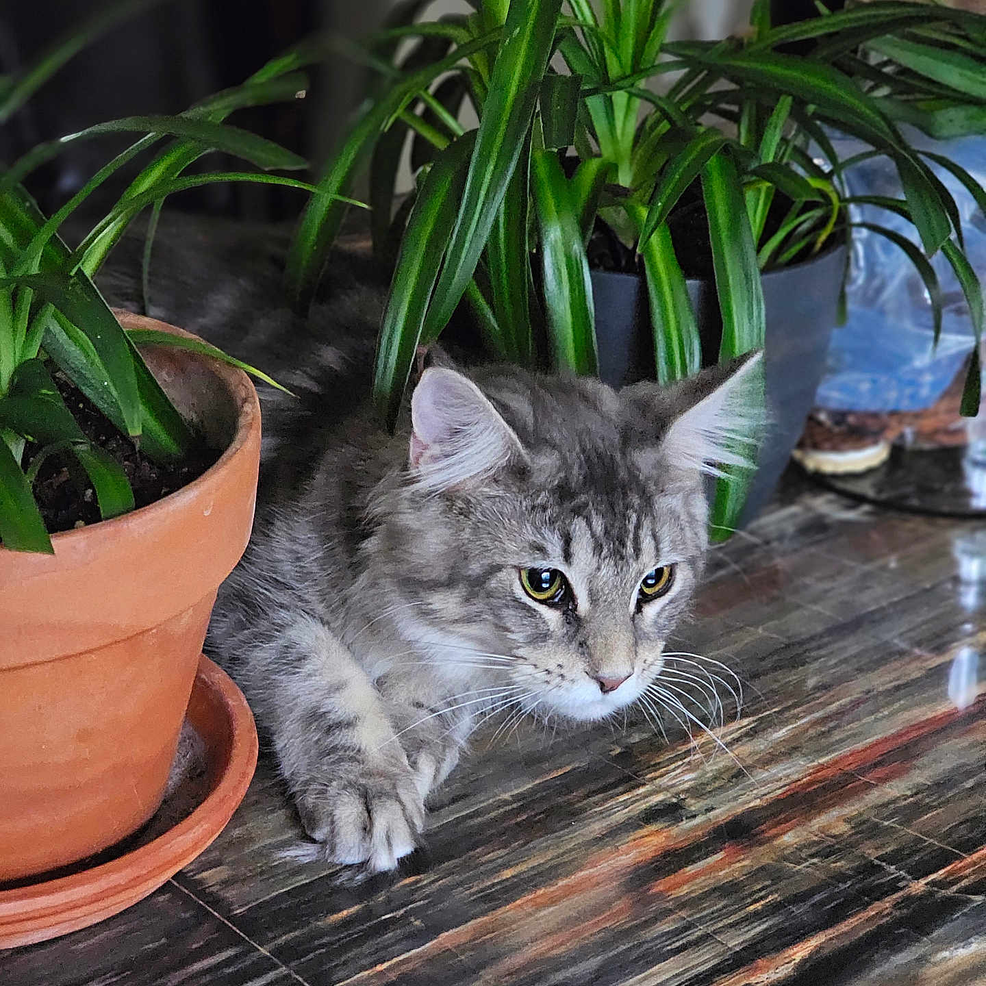 Luna