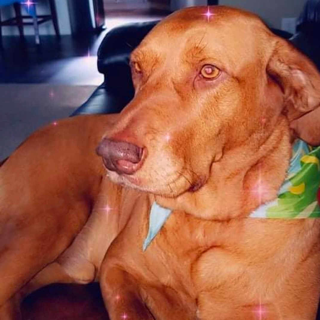 Rusty is registered to the contest to win money with this photo: animal, appliance, bulldog, cabinet, canine, couch, device, dog, electricaldevice, furniture, goldenretriever, greatdane, hound, husky, indoors, kitchen, labradorretriever, oven, pet, puppy