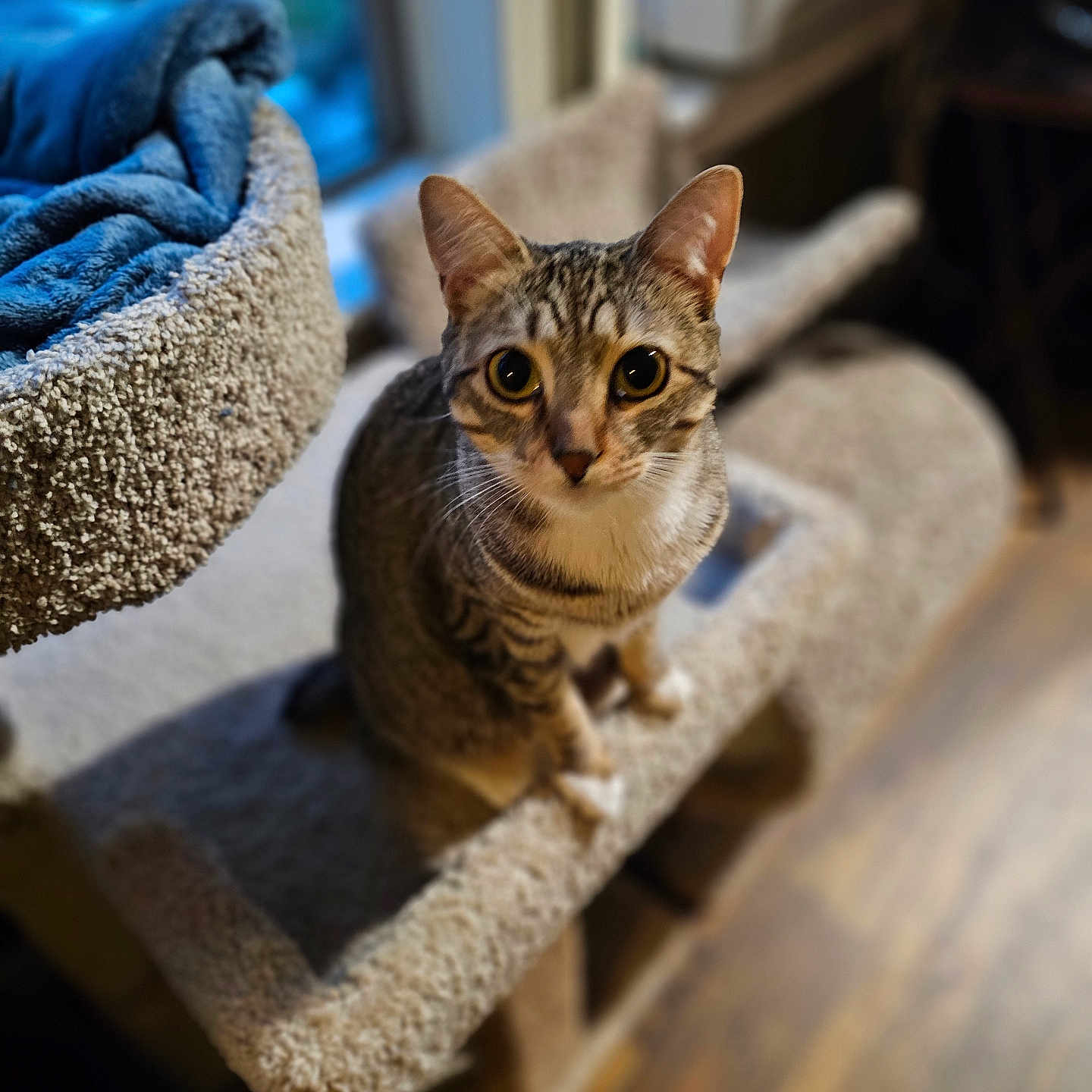 Josie