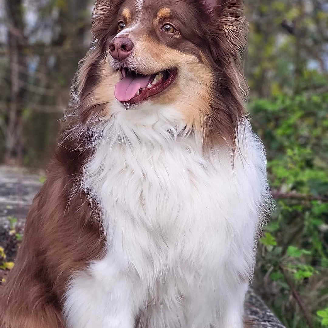 Olaf