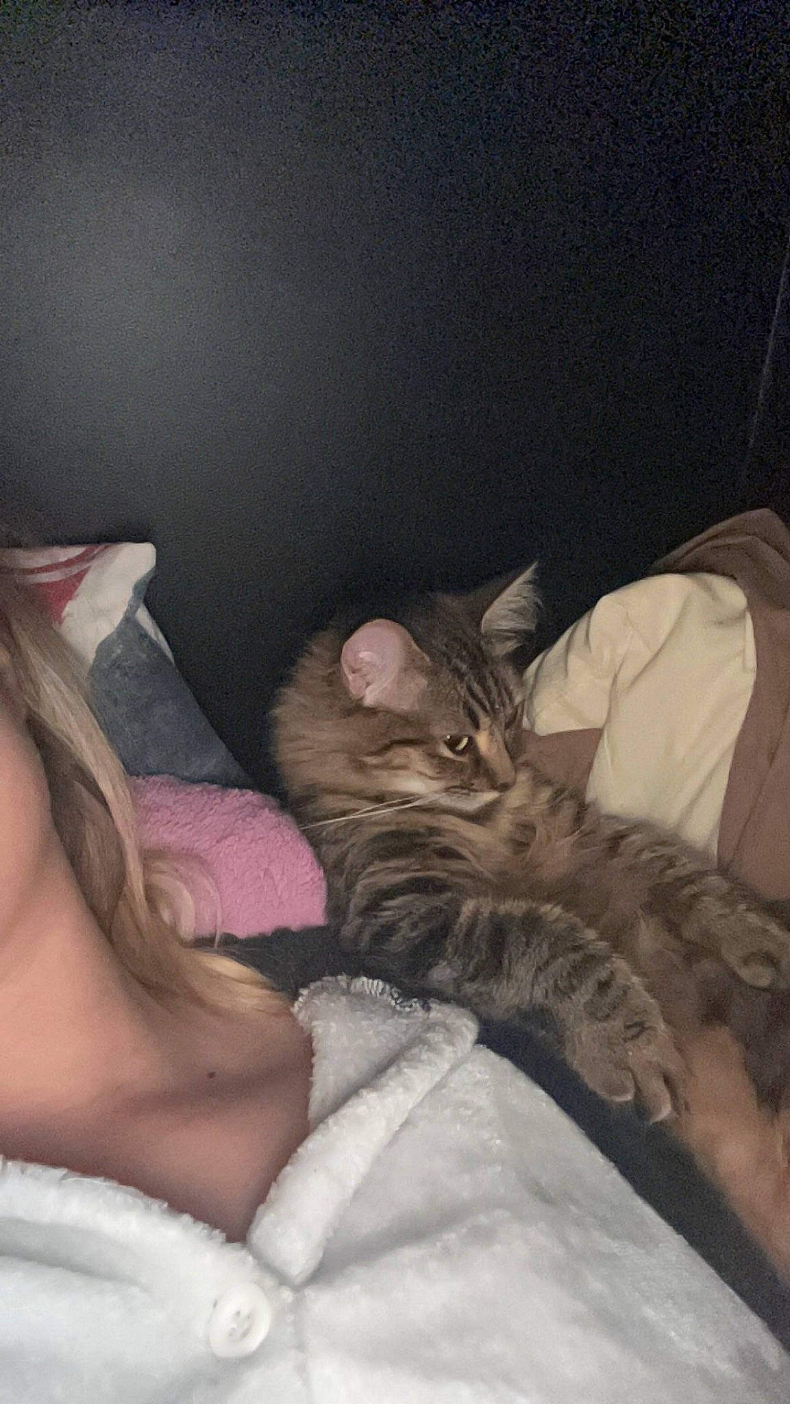 Tinka participe au concours pour gagner de l'argent avec cette photo : bed, bedding, carnivore, cat, comfort, domestic_short_haired_cat, eye, felidae, foot, fur, grey, human_leg, lap, linens, nap, sitting, small_to_medium_sized_cats, textile, thigh, whiskers