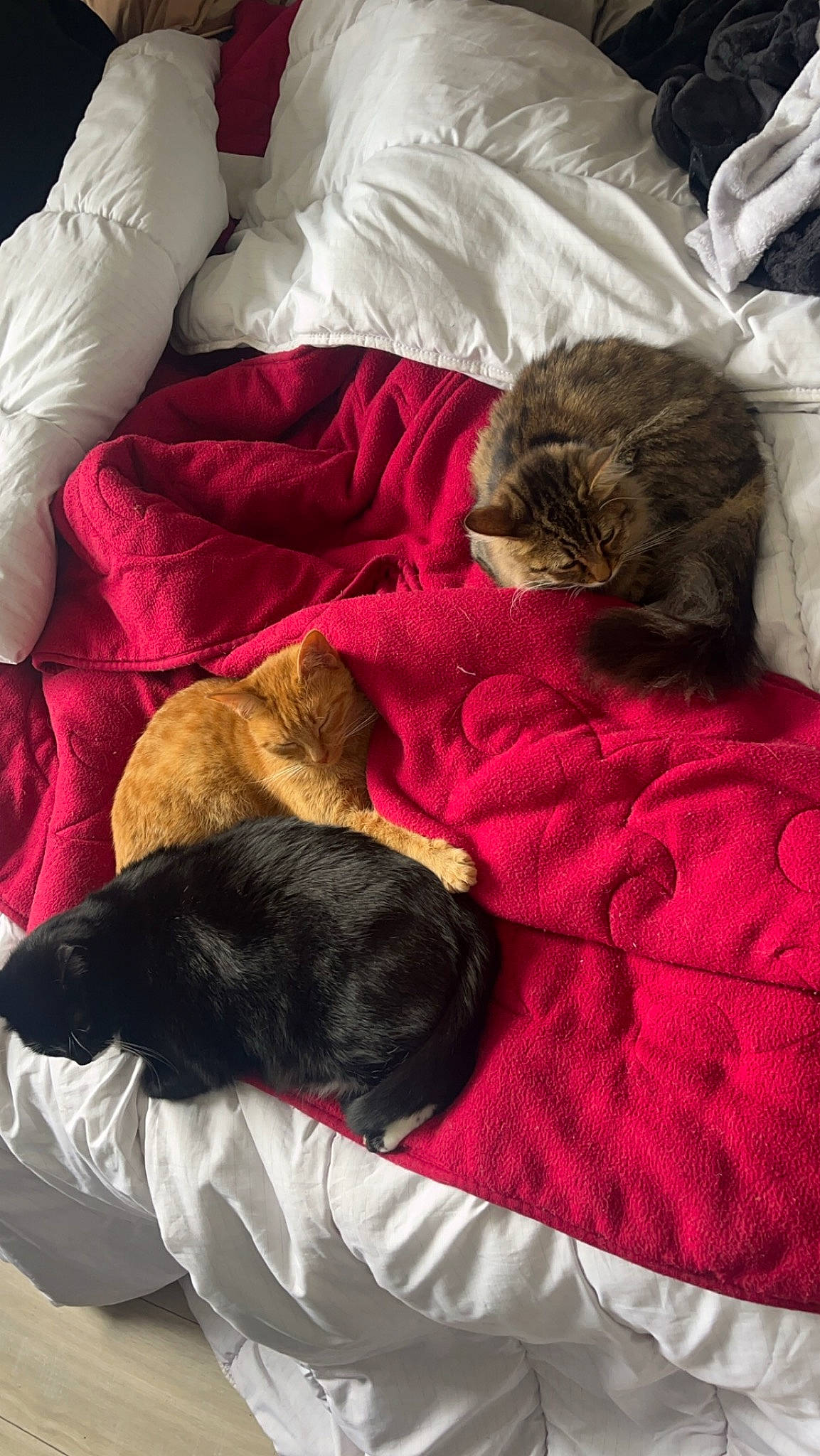 Savanna participe au concours pour gagner de l'argent avec cette photo : bed, bedding, bombay, brown, canidae, carnivore, cat, comfort, companion_dog, dog_breed, domestic_short_haired_cat, felidae, fur, grey, linens, nap, small_to_medium_sized_cats, sporting_group, tail, whiskers