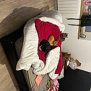 Savanna participe au concours pour gagner de l'argent avec cette photo : bag, bedroom, carmine, child, comfort, couch, floor, flooring, fun, fur, hardwood, interior_design, linens, living_room, pillow, room, sitting, stuffed_toy, throw_pillow, wood