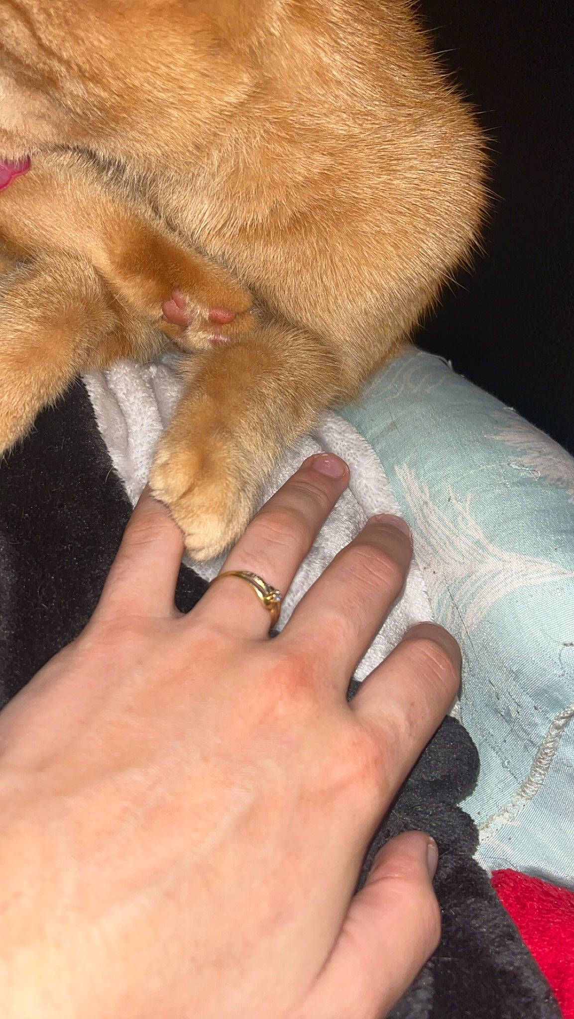 Savanna a rejoint le concours — aidez-le/la à gagner de superbes lots ! carnivore, comfort, companion_dog, dog, dog_breed, fawn, finger, foot, fur, gesture, human_leg, nail, paw, snout, sporting_group, tail, thumb, whiskers, wrinkle, wrist