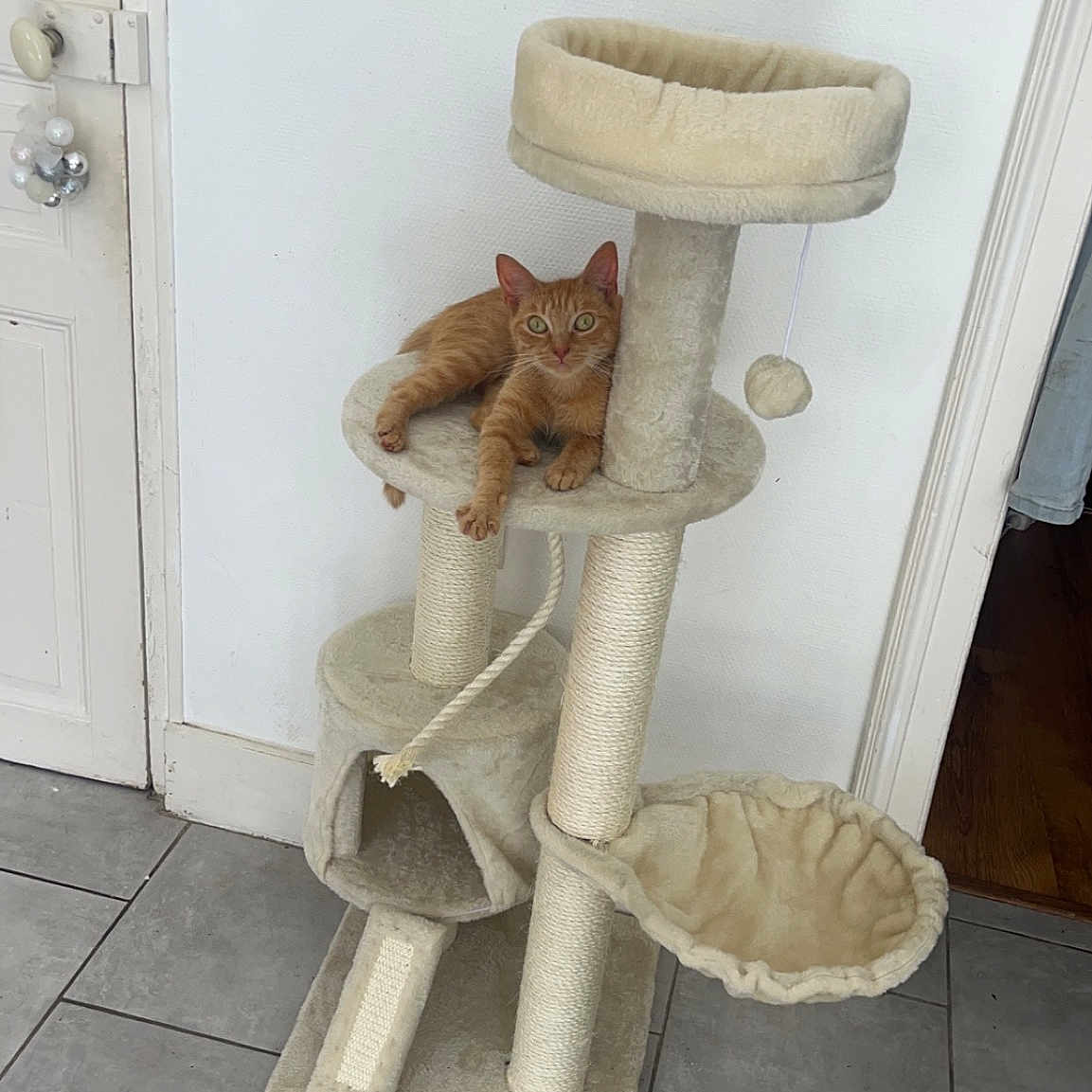 Savanna participe au concours pour gagner de l'argent avec cette photo : armrest, chair, comfort, door, door_handle, fawn, felidae, flooring, fur, hardwood, home_door, natural_material, plywood, room, tail, terrestrial_animal, trunk, wood