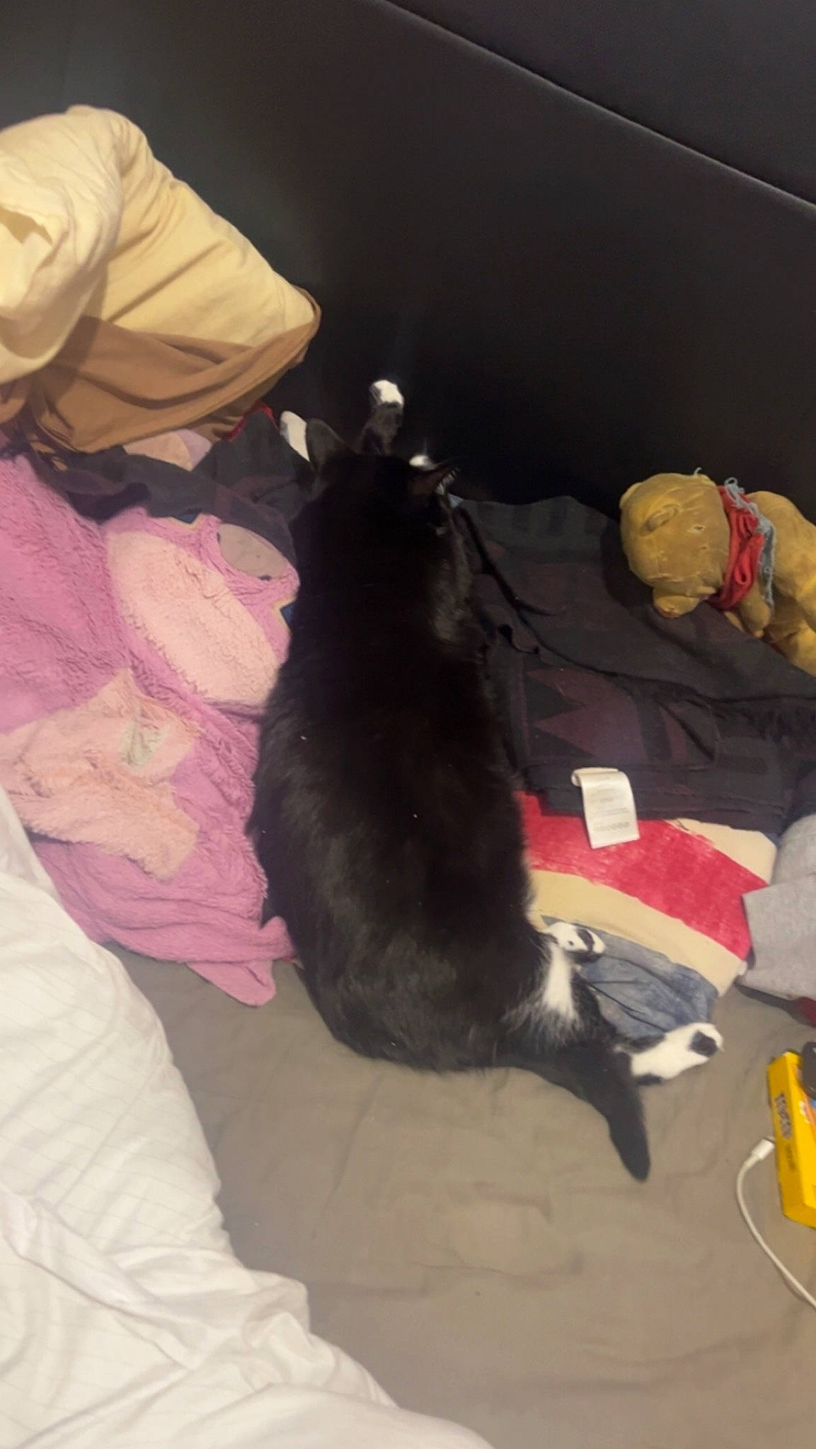 Shanel participe au concours pour gagner de l'argent avec cette photo : bombay, canidae, carnivore, cat, comfort, companion_dog, dog_breed, fawn, felidae, flooring, fur, linens, nap, room, small_to_medium_sized_cats, sporting_group, tail, textile, tints_and_shades, whiskers