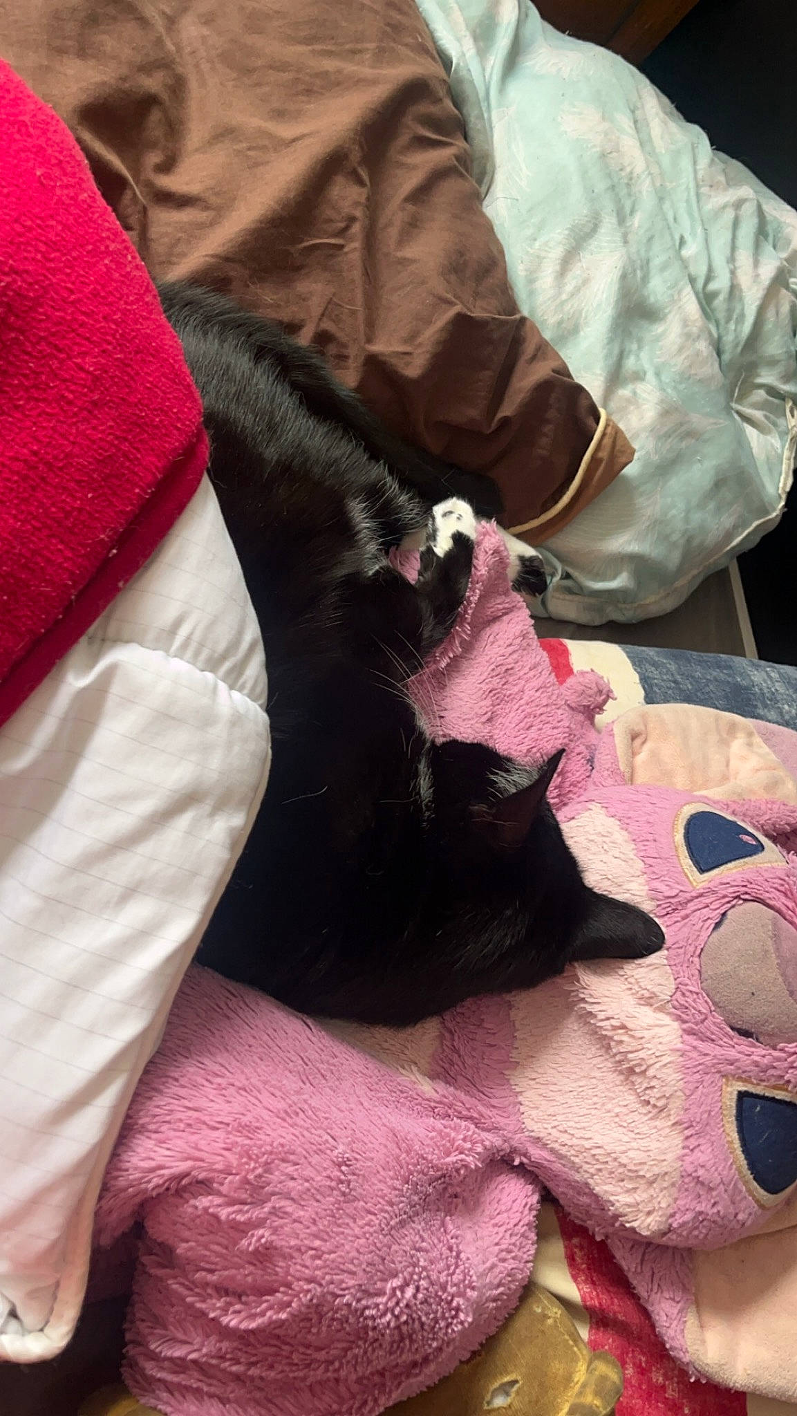 Shanel a rejoint le concours — aidez-le/la à gagner de superbes lots ! bedding, blanket, carmine, carnivore, cat, comfort, felidae, fur, linens, magenta, outerwear, pattern, pink, purple, sleeve, small_to_medium_sized_cats, t_shirt, textile, top, whiskers