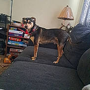 Bailey joined the competition — help win amazing prizes! dog, pet, couch, living_room, lamp, shelf, board_games, plush_toy, curtain, carpet, collar, furniture, wall, antler_decor, window, bookcase, stare, sitting, toy, paws