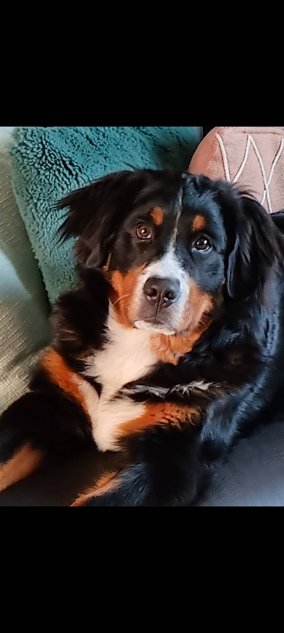 Juliette a rejoint le concours — aidez-le/la à gagner de superbes lots ! ball, bernese_mountain_dog, bored, canidae, carnivore, companion_dog, darkness, dog, dog_breed, door, fur, snout, sporting_group, terrestrial_animal, whiskers, working_animal, working_dog