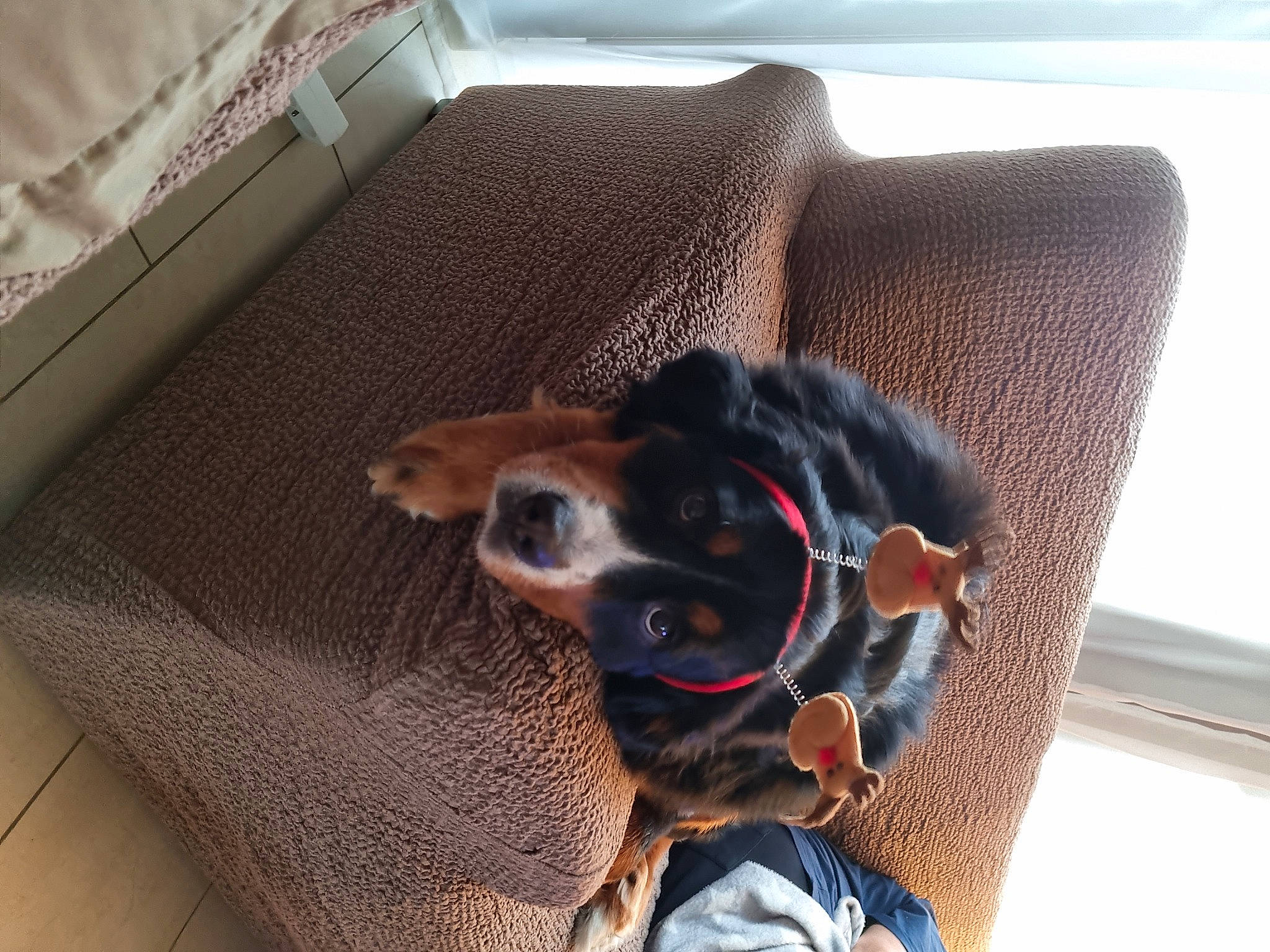 Juliette participe au concours pour gagner de l'argent avec cette photo : canidae, carnivore, collar, comfort, companion_dog, couch, dog, dog_breed, dog_supply, ear, fawn, flooring, guard_dog, paw, pet_supply, snout, sporting_group, toy_dog, whiskers, working_animal