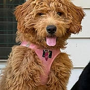 Dazy joined the competition — help win amazing prizes! dog, puppy, golden_doodle, fluffy, pink_harness, tongue_out, sitting, porch, window, house_siding, pet, cute, fur, animal, young_dog, domestic_animal, outdoor, friendly, companion, canine