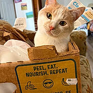 Ozzy is registered to the contest to win money with this photo: cat, feline, pet, animal, portrait, close_up, cream_colored, white_fur, green_eyes, pink_nose, pointed_ears, whiskers, curious, staring, cardboard_box, banana_box, indoor, home, text, packaging