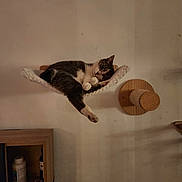 Lily participe au concours pour gagner de l'argent avec cette photo : animal, calm, cat, cozy, cute, domestic, feline, furniture, hammock, home, indoor, paw, pet, quiet, relaxed, resting, sleeping, snug, wall_mount, wooden