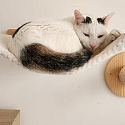 Chatmalo participe au concours pour gagner de l'argent avec cette photo : cat, white_cat, black_spots, hammock, wall_mounted, scratching_post, feline, pet, relaxed, sleepy, tail, fur, indoor, wood, cozy, resting, animal, cute, domestic, curled_up