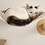 cat, white_cat, black_spots, hammock, wall_mounted, scratching_post, feline, pet, relaxed, sleepy, tail, fur, indoor, wood, cozy, resting, animal, cute, domestic, curled_up