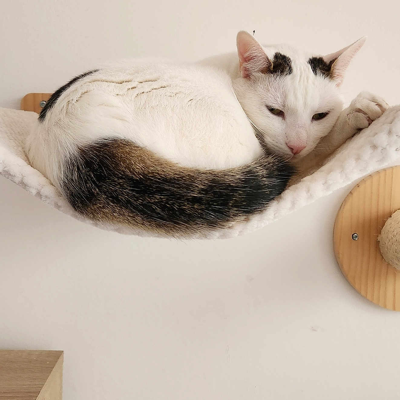 Chatmalo participe au concours pour gagner de l'argent avec cette photo : animal, black_spots, cat, cozy, curled_up, cute, domestic, feline, fur, hammock, indoor, pet, relaxed, resting, scratching_post, sleepy, tail, wall_mounted, white_cat, wood