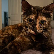 Willow joined the competition — help win amazing prizes! cat, tortoiseshell, close_up, indoor, pet, animal, face, fur, whiskers, eyes, blep, curious, relaxed, lying_down, texture, bed, home, door, soft_light, portrait