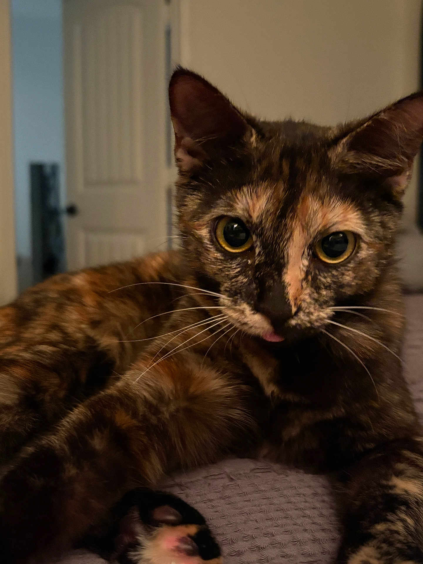 Willow joined the competition — help win amazing prizes! cat, tortoiseshell, close_up, indoor, pet, animal, face, fur, whiskers, eyes, blep, curious, relaxed, lying_down, texture, bed, home, door, soft_light, portrait