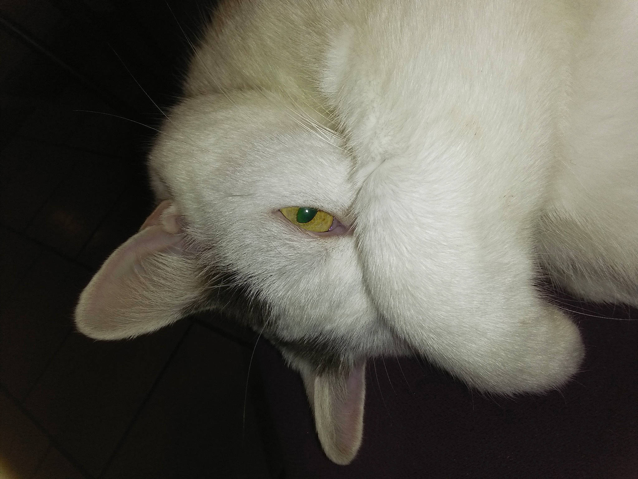 Disco participe au concours pour gagner de l'argent avec cette photo : burmilla, cat, claw, close_up, ear, eye, felidae, fur, nose, small_to_medium_sized_cats, snout, whiskers, white