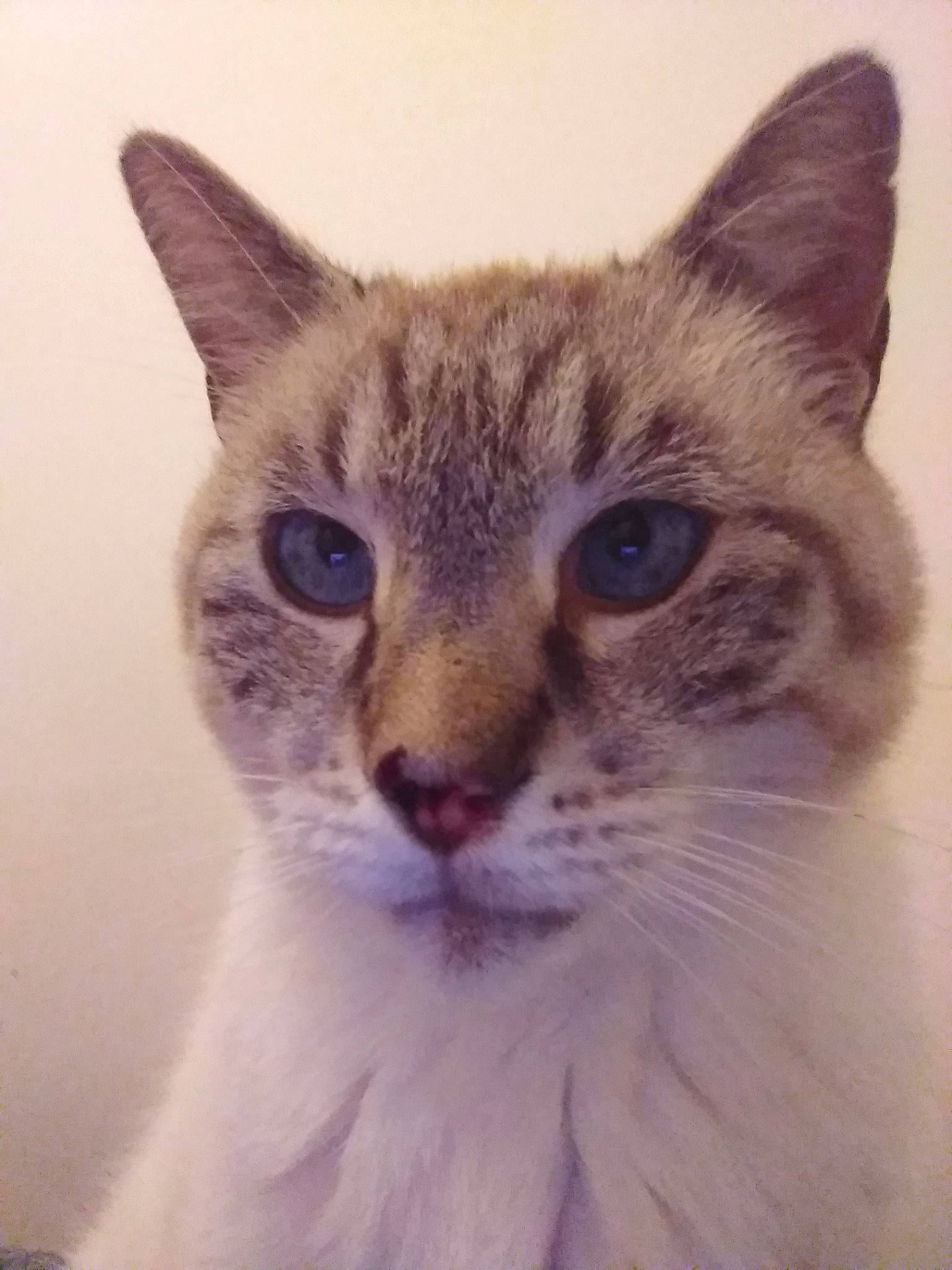 Zyg Zag a rejoint le concours — aidez-le/la à gagner de superbes lots ! aegean_cat, american_wirehair, asian, australian_mist, carnivore, cat, domestic_short_haired_cat, european_shorthair, eye, felidae, german_rex, kitten, mammal, nose, ojos_azules, small_to_medium_sized_cats, snout, tabby_cat, vertebrate, whiskers