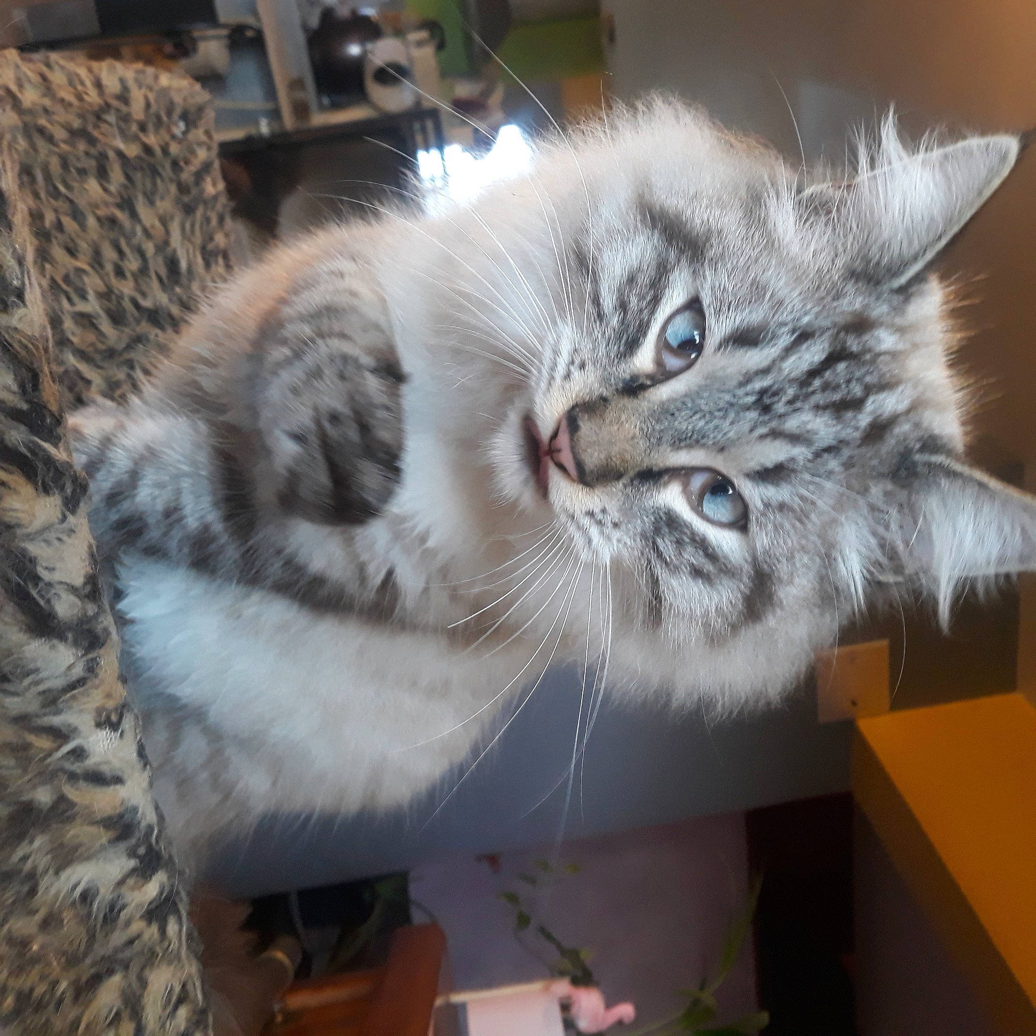 Scratch a rejoint le concours — aidez-le/la à gagner de superbes lots ! carnivore, cat, domestic_short_haired_cat, felidae, fur, kitten, natural_material, pet_supply, small_to_medium_sized_cats, snout, vertebrate, whiskers