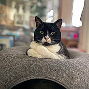 Sassy is registered to the contest to win money with this photo: animal, cat, cat_cave, closeup, cozy, cute, domestic, ears, feline, felt, furniture, gray, home, indoor, pet, portrait, relaxed, resting, tuxedo_cat, whiskers