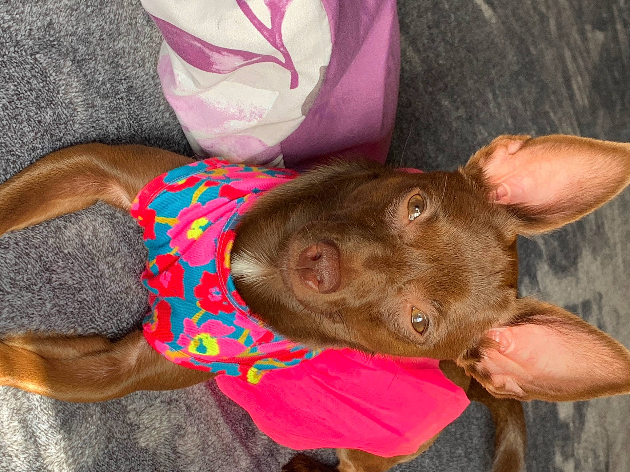 Biddy is registered to the contest to win money with this photo: canidae, carnivore, comfort, companion_dog, dog, dog_breed, dog_supply, ear, fashion_accessory, fawn, flesh, fur, liver, pet_supply, petal, snout, sporting_group, whiskers, working_animal, wrinkle