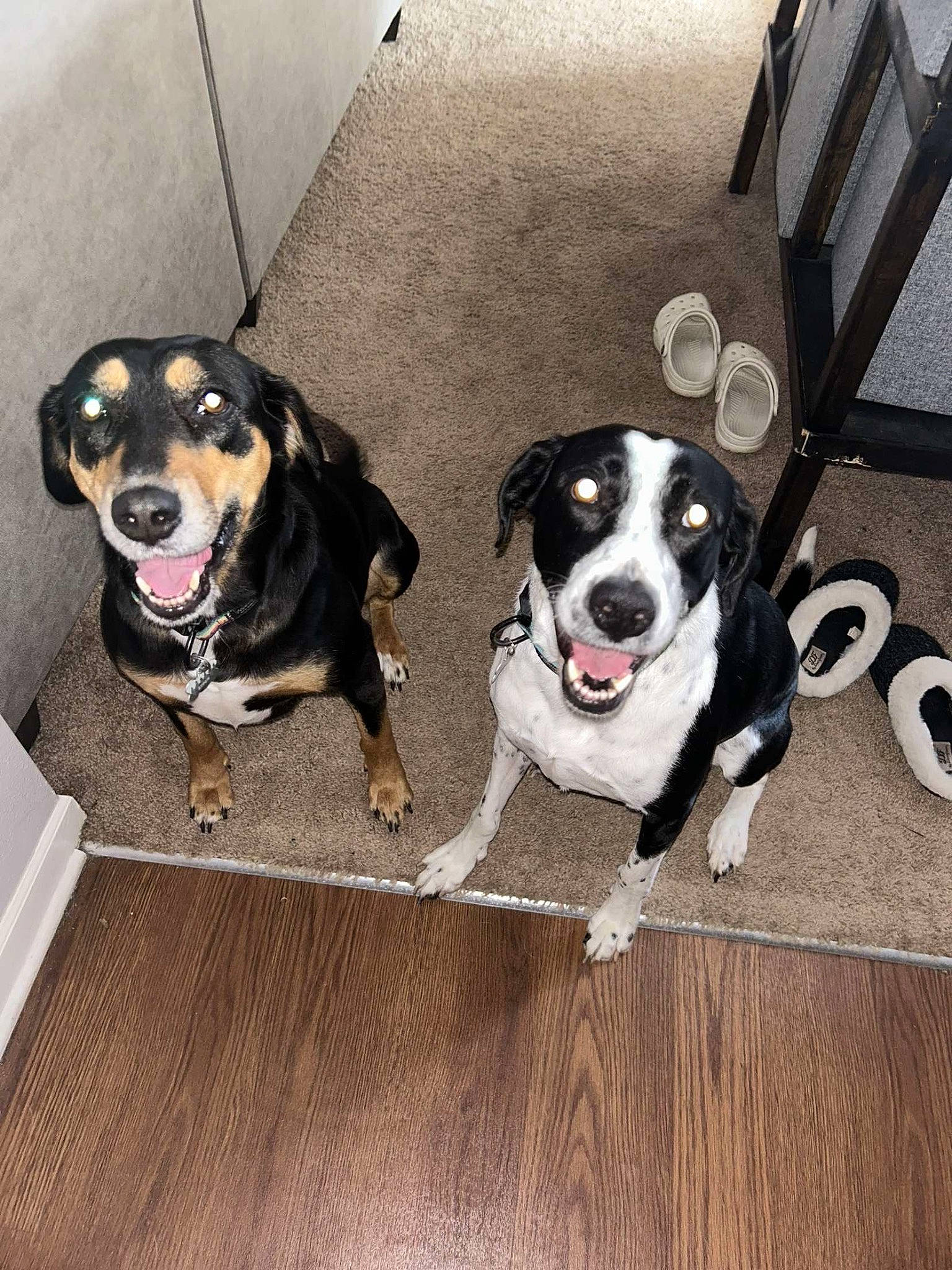 Aspen is registered to the contest to win money with this photo: canidae, carnivore, collar, companion_dog, dog, dog_breed, dog_collar, dog_supply, fashion_accessory, floor, flooring, fur, hardwood, leash, paw, pet_supply, snout, sporting_group, tail, working_animal